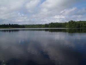 View of the woods along the northern shoreline of Bartlett Pond