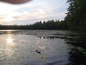 The extensive lilypads along the shoreline of Perley Pond