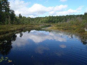 View of the Muddy River