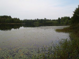 One last view along the shoreline of Little Watchic Pond