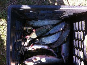 Eight brookies for the frying pan