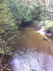 Collyer Brook above Merrill Road