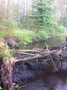 Collyer Brook above Merrill Road