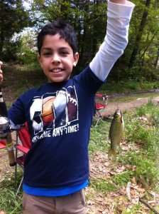 species #1: golden Shiner