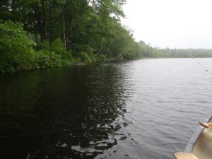 Typical view of the Sewell Pond shoreline 