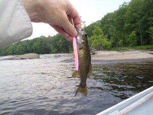 Gluttony = something this small swallowing a lure that big!