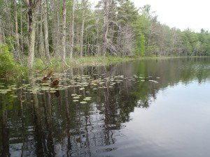 The shoreline of Chaffin Pond 