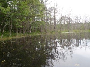 Lots of dead trees along the shoreline of Chaffin Pond