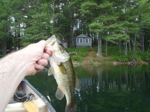 A typical stunted largemouth bass caught on Island Pond