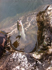 A rainbow trout caught in the La Vis River upstream of Ganges in southern France
