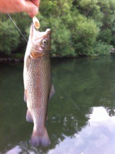 A second rainbow trout caught in the La Vis River upstream of Grange in southern France