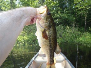 A fine largemouth bass caught in Crystal Pond