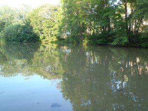 A view of the shoreline of Beaver Pond.