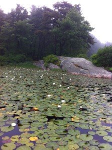 What is a beached whale doing in Wat-Tuh Lake??