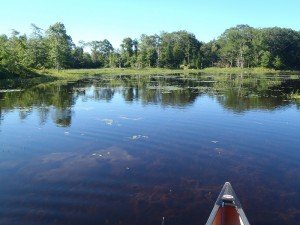 Notice the heavy vegetation mats in front of the canoe