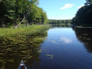 Typical view of the Ice Pond shoreline