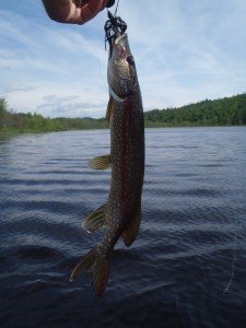 I caught three pike of this size in one hour and missed three more of similar size.
