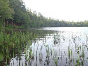 View along the eastern shoreline of Crystal Pond