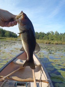 A Schoolhouse Pond bass that fell for a soft stickbait