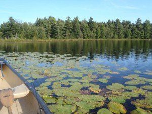 It's bass heaven in those broad-leafed lily pads...