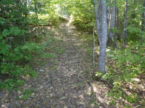 Footpath leading from the road to Schoolhouse Pond