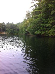View of the shoreline of Collins Pond