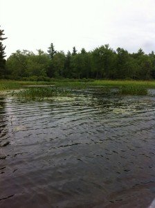 Superb largemouth bass habitat on Little Moose Pond