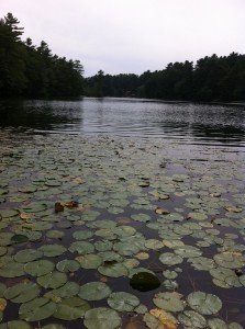 View of the lily pad bed by the access point
