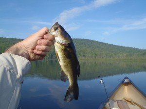 This largemouth bass fell for a buzzbait on Spectacle Pond #2