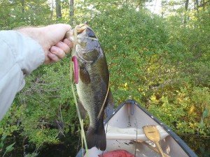 Largemouth bass are definitely present in Spectacle Pond #1! 