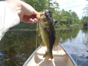This little guy fell for my buzzbait