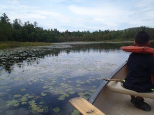 Large areas along the shoreline of Proctor Pond are covered by water lilies