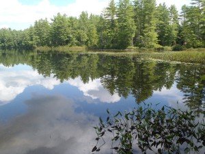 View of the shoreline by the outlet across from the access point on Pickerel Pond