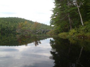 Some fallen trees on Bradley Pond provide bass holding habitat