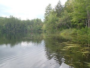 View of the shoreline on Little Clemons Pond along Route 160
