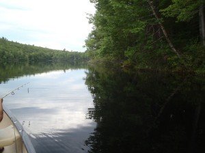 Aquatic vegetation is generally sparse along the shoreline of Bradley Pond, except in the outlet area