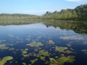 View of the shallows along the shoreline of Spectacle Pond #2