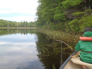 A view of the shoreline of Webber Pond
