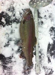 A nice 17" rainbow trout caught through the ice