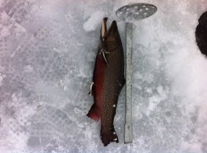A 21" (4.0 lb) "lunker" brook trout from Dutton Pond caught through the ice