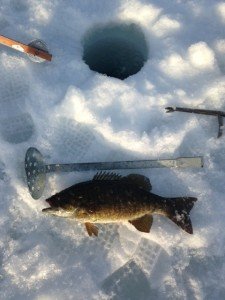 This 18" bronzeback fell for a small shiner 2 ft off the bottom