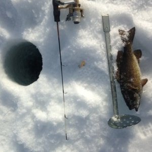 A 2" yellow-orange airplane jig enticed this fish to bite