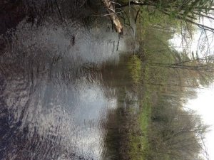 Willett Brook below Route 117