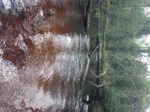 Willett Brook below Route 117