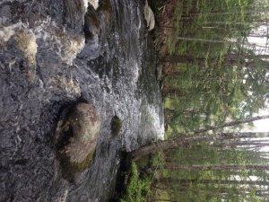 Willett Brook below Sunset Park
