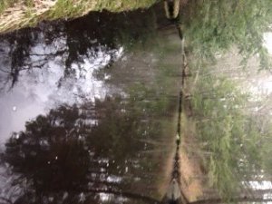 A lazy pool on the Merriland River above the Collins Road culvert