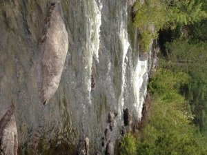 Pierce Pond Stream provides diverse habitat for the native brook trout population 