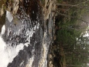 The character of the Merriland River changes drastically below Collins Road