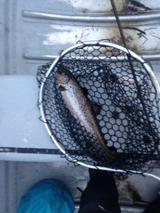 This small landlocked salmon fell for a Governor Aiken wet fly