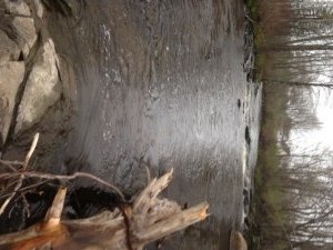 The Kennebunk River upstream of the Route 1 bridge provides great trout habitat